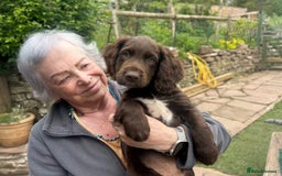 Cocker Spaniel dogs for stud: Cocker Spaniel Stud - KC, Health Tested, Champs - Image 8