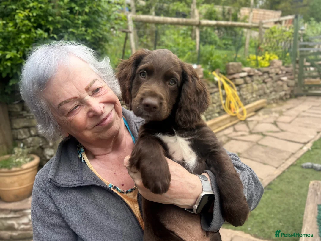 Cocker Spaniel dogs for stud: Cocker Spaniel Stud - KC, Health Tested, Champs - Advert 8