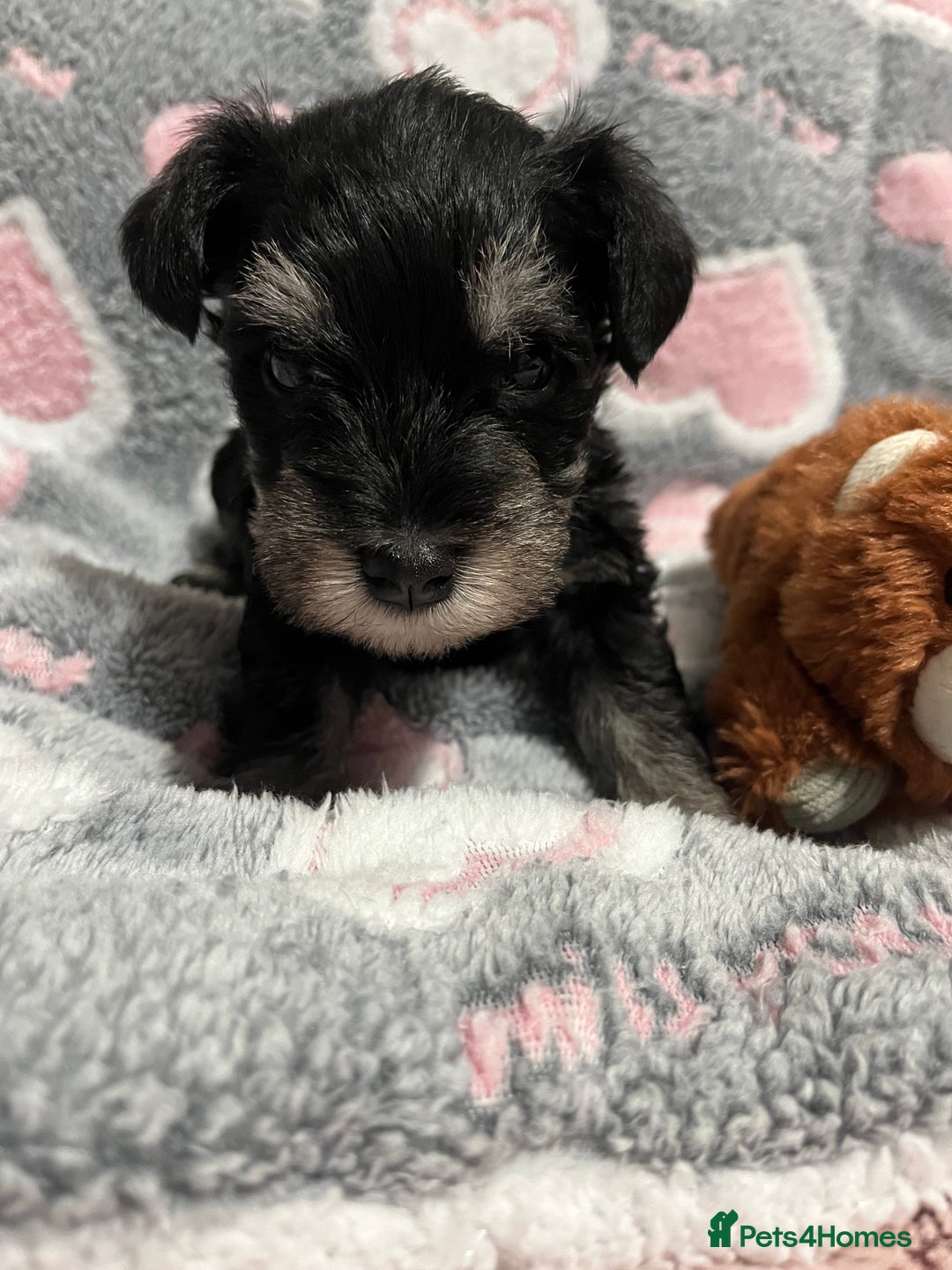 Miniature Schnauzer dogs for sale: Beautiful KC miniature Schnauzers  - Advert 16