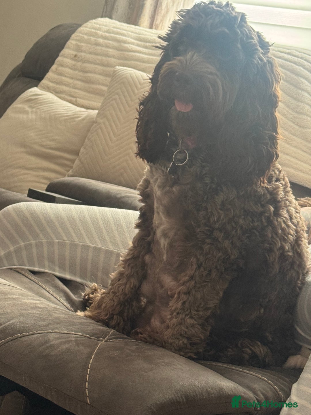 Cockapoo dogs for sale: Two male f3 cockapoos ready now  - Image 1