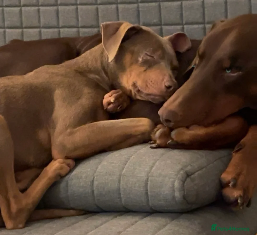 Mixed Breed dogs for sale: Doberman and Doberman x staffy  - Advert 23