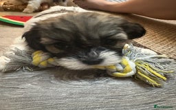 Mixed Breed dogs for sale: 6 beautiful Shihpoo + cotton de Tulear puppies - Image 13