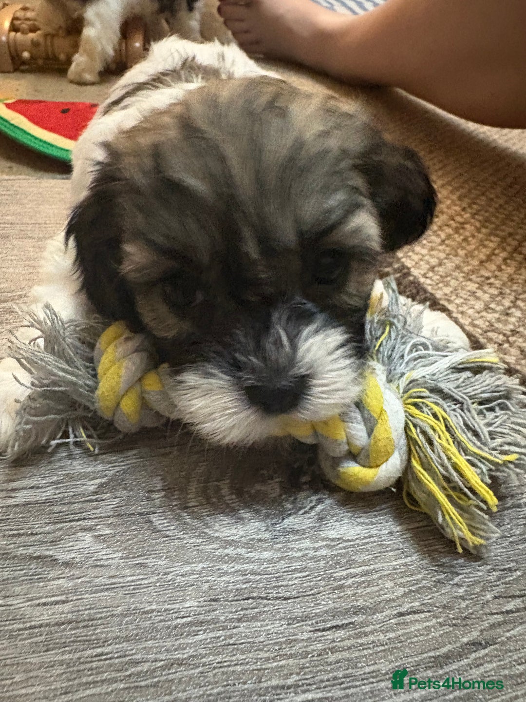 Mixed Breed dogs for sale: 6 beautiful Shihpoo + cotton de Tulear puppies - Image 13