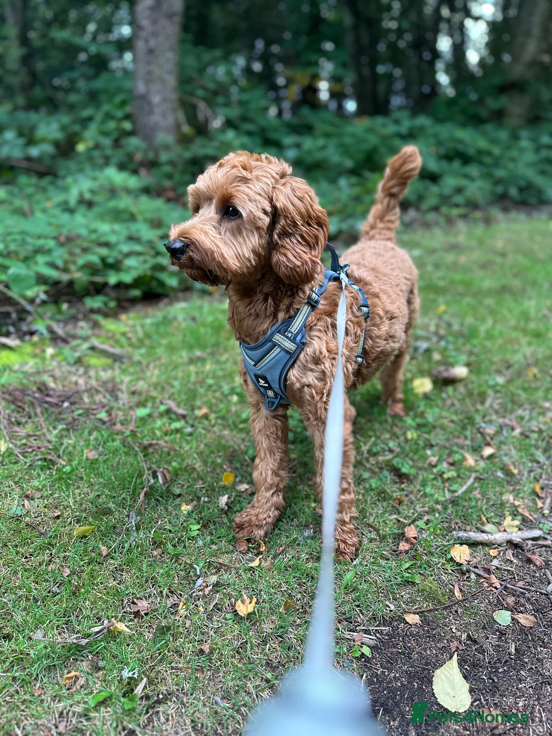 Cockapoo dogs for stud: STUD - DNA Tested Cockapoo (Poodle-Dominant) - Advert 18