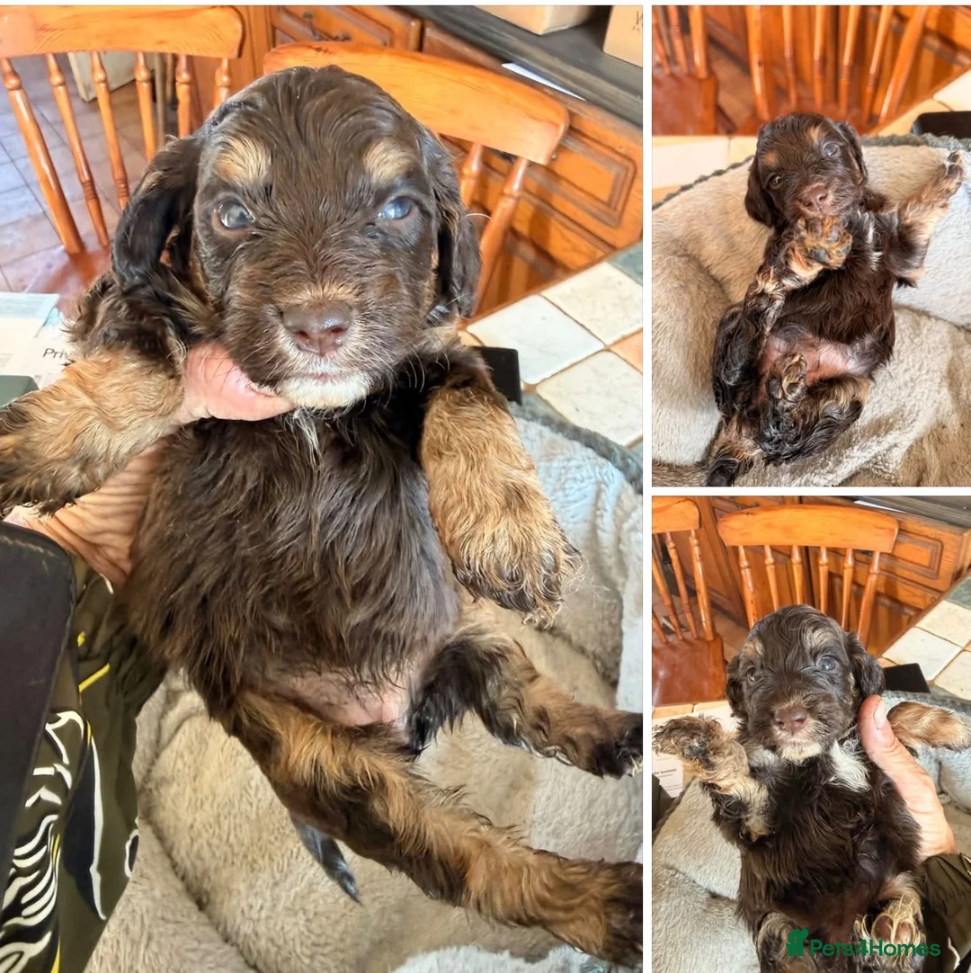 Cockapoo dogs for sale: Beautiful choc tan phantom cockapoos  - Advert 2