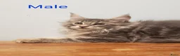 Maine Coon cats for sale: Pure Maine Coon Kittens Registered  - Advert 10