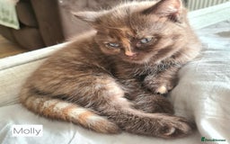 British Shorthair cats for sale: Beautiful British shorthair kittens - Image 11