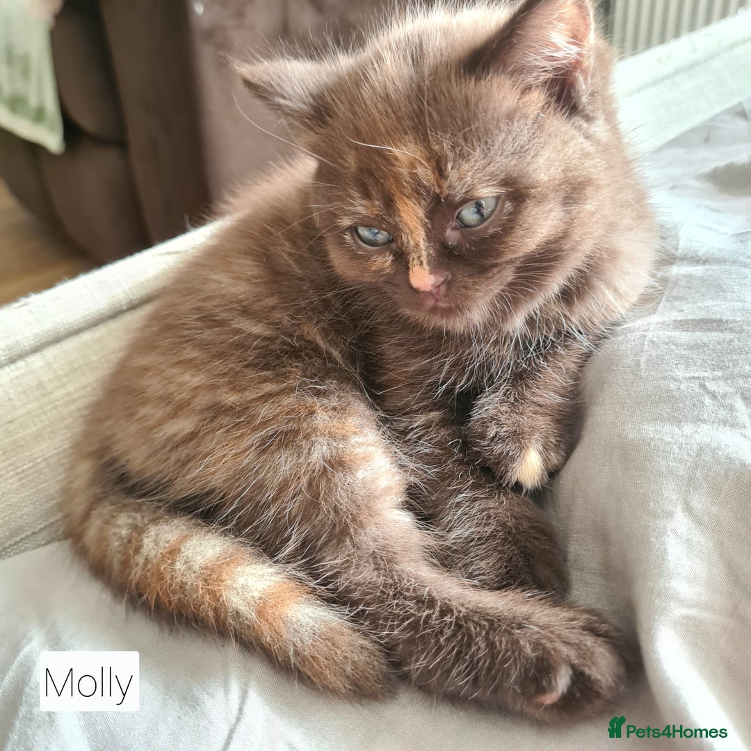 British Shorthair cats for sale: Beautiful British shorthair kittens - Image 11