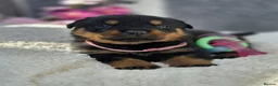 Rottweiler dogs for sale: Gorgeous Rottweiler Puppies  - Advert 3