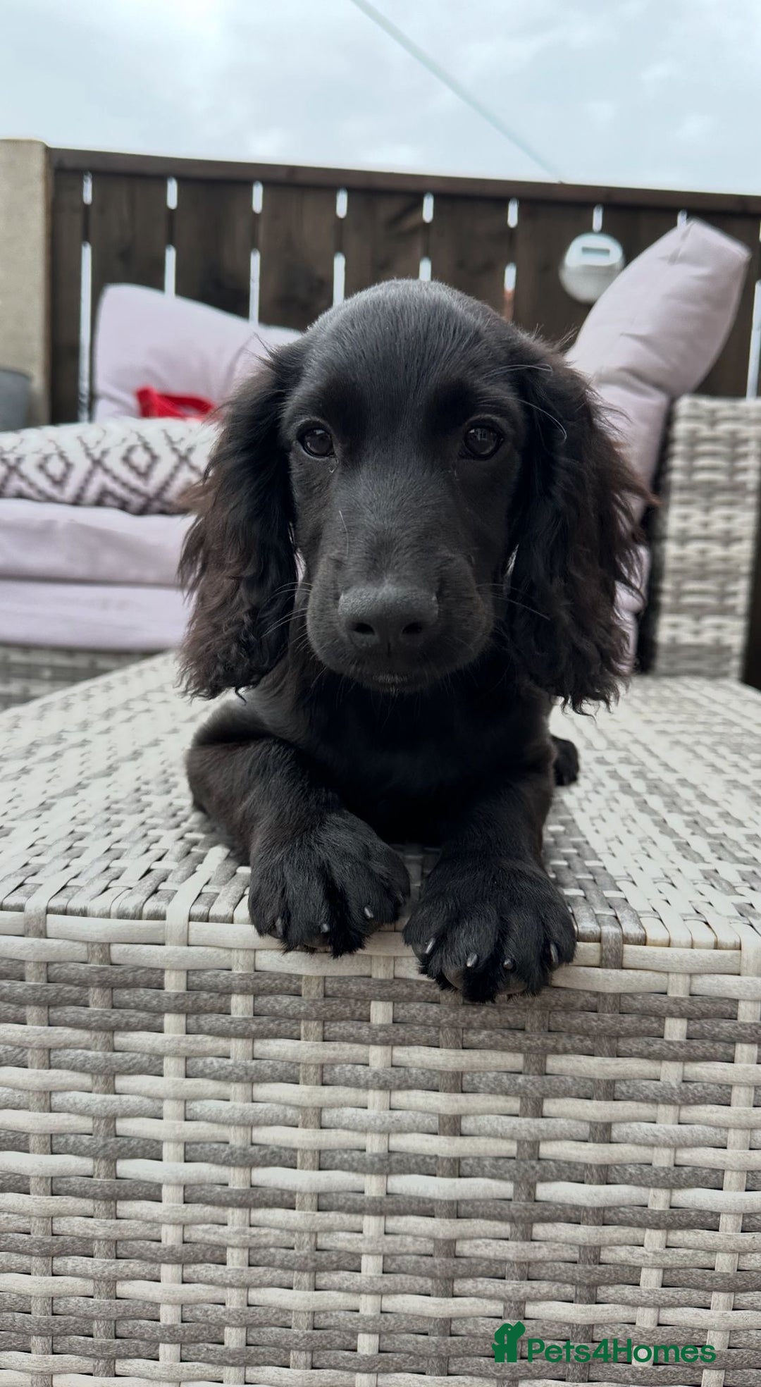 Cocker Spaniel dogs for sale: Cocker spaniel pups - Image 1