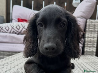 Cocker Spaniel dogs for sale - Advert 1