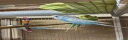 Budgerigars birds for sale: Young and Adult Budgerigars for sale in Sutton - Advert 7