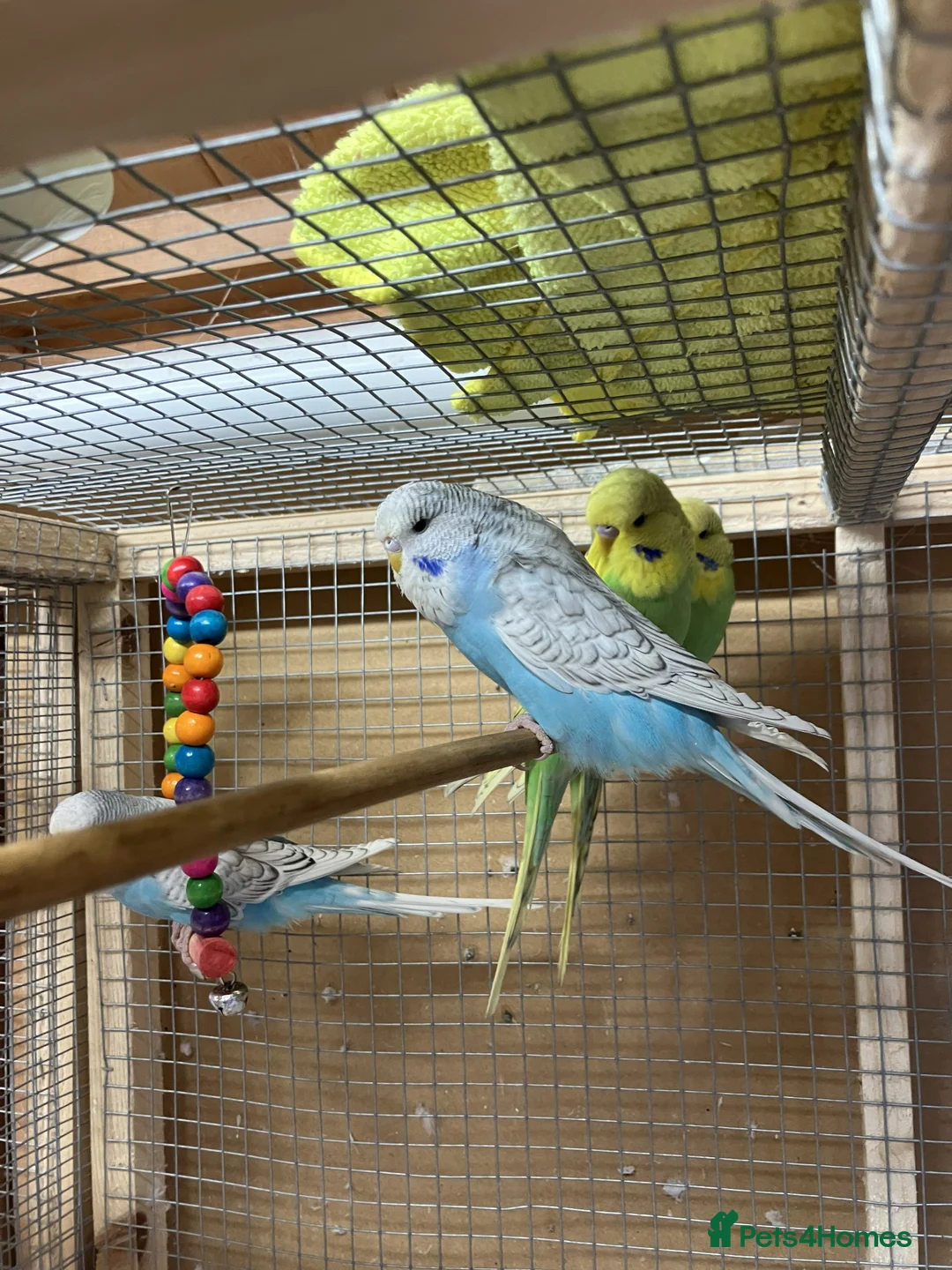 Budgerigars birds for sale: Young and Adult Budgerigars for sale in Sutton - Advert 7