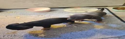 Chiweenie dogs for sale: Chihuaha X Dachshund - Advert 8