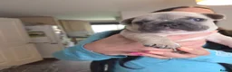 French Bulldog dogs for sale: French Bulldog pups - Advert 17