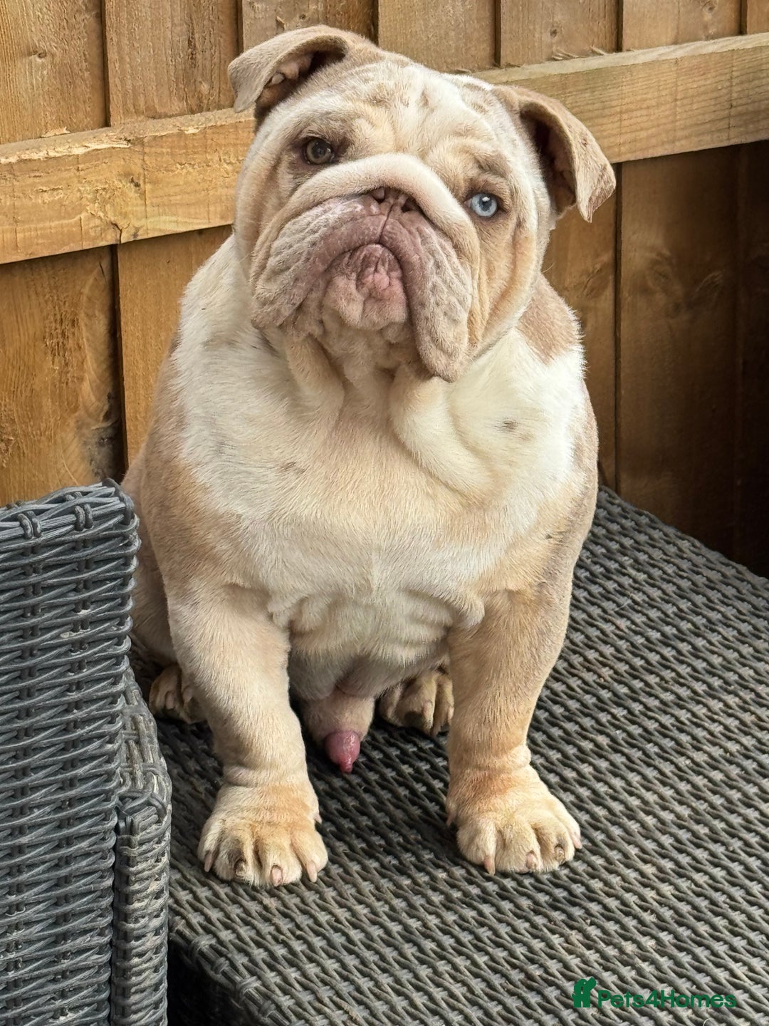 English Bulldog dogs for sale: Butch  - Advert 1