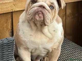 English Bulldog dogs Butch - Advert 6