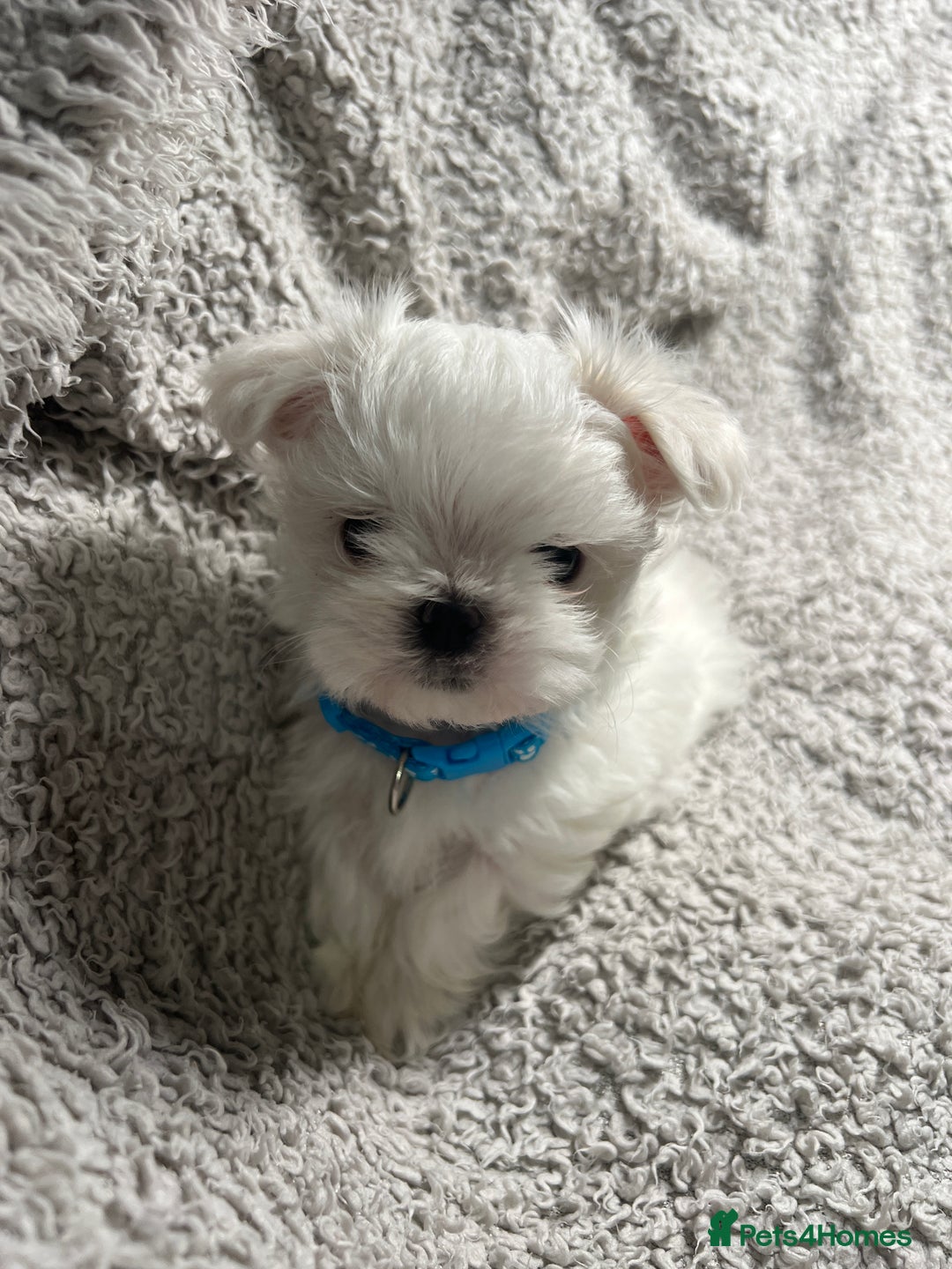 Maltese dogs for sale: Maltese puppies available  - Advert 13