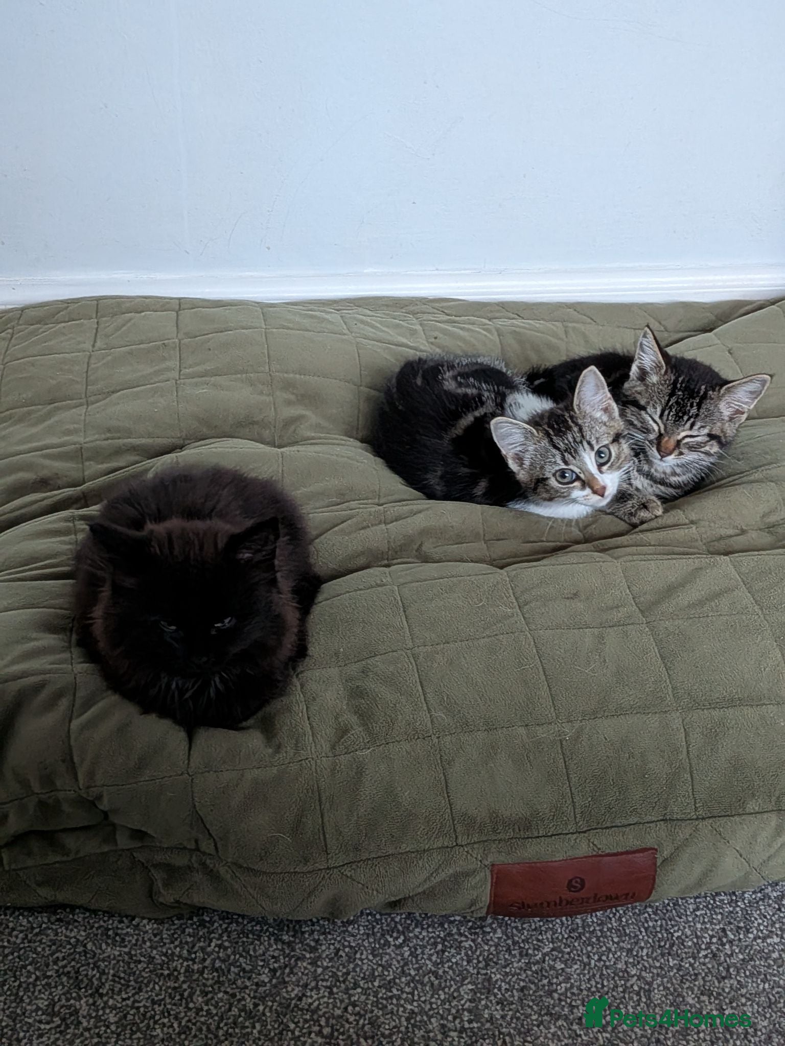 Mixed Breed cats 1 male and 3 female kittens  - Advert 1