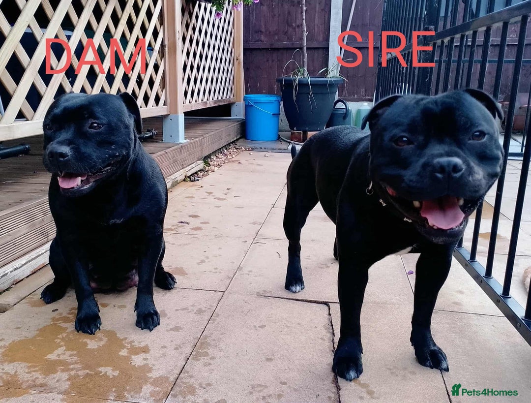 Staffordshire Bull Terrier dogs for sale: KC registered Champions Bloodline Show Quality  - Image 12