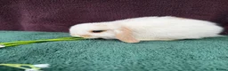 Mini Lop rabbits for sale: Three mini lop boys available  - Advert 6