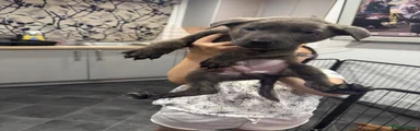 Mixed Breed Puppy 1