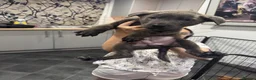 Mixed Breed dogs for sale: Ready to meet you new best friend  in Boston - Advert 4