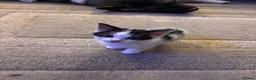 Mixed Breed cats for sale: Beautiful kittens  in Manchester - Advert 4