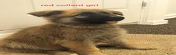 German Shepherd dogs for sale:  German shepherd pups for sale - Advert 8