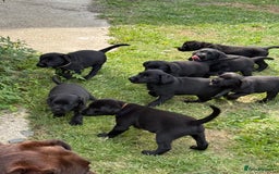 Labrador Retriever dogs for sale: Beautiful Labrador pups, Ready to go!  - Image 26