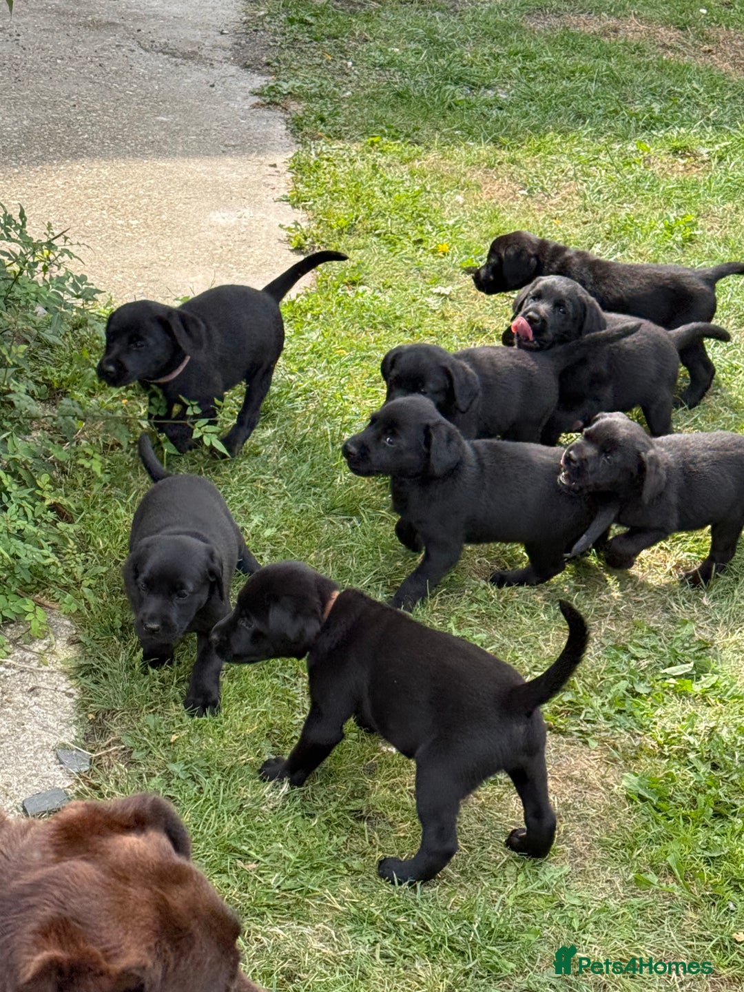 Labrador Retriever dogs for sale: Beautiful Labrador pups, Ready to go!  - Image 26