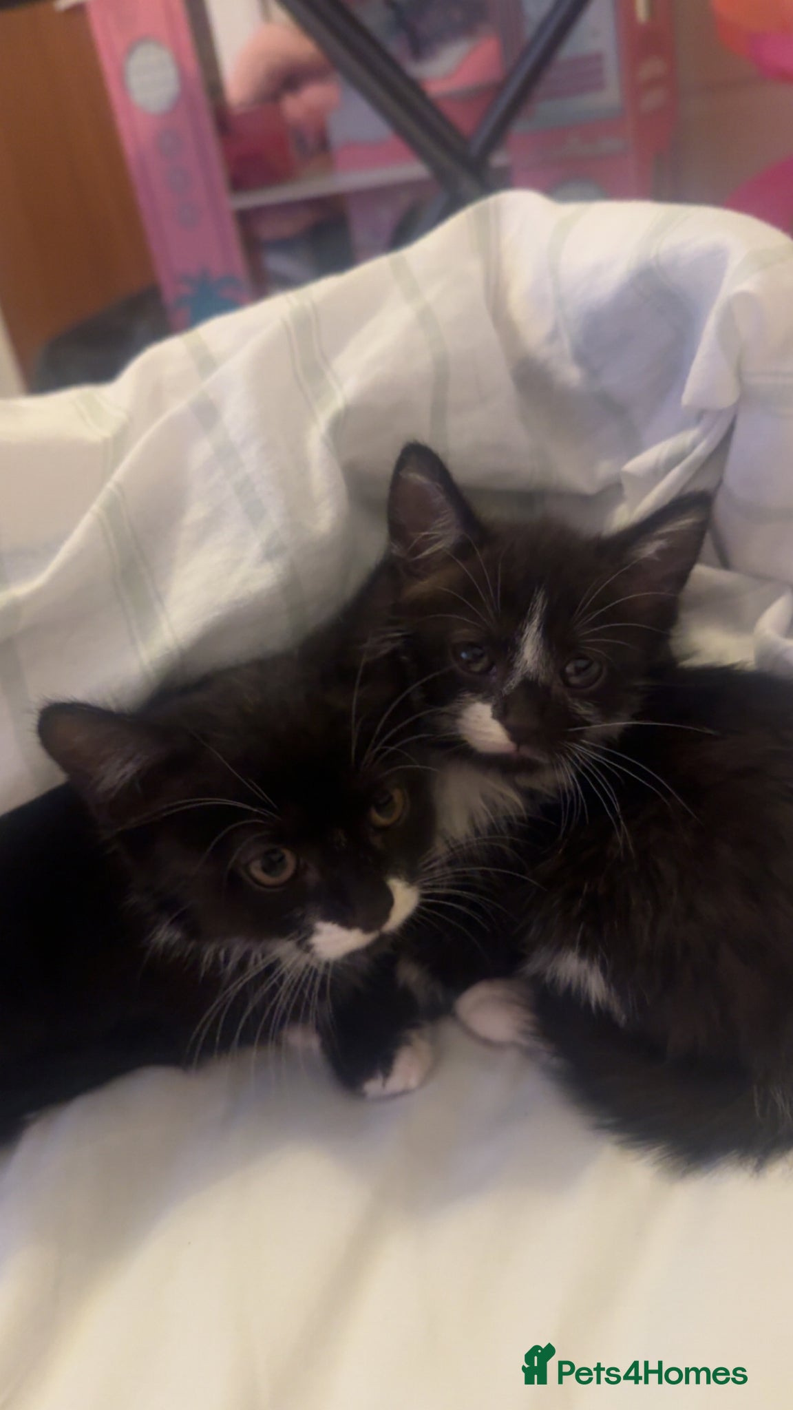 Mixed Breed cats  5 Adorable Kittens for Sale  - Advert 1