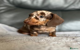 Miniature Dachshund dogs for sale: Miniature Dachshund puppies  - Image 12