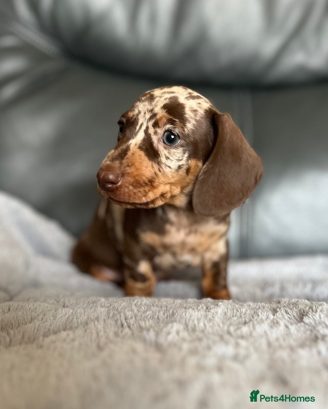 Miniature Dachshund dogs for sale: Miniature Dachshund puppies  - Image 12