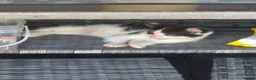 Mixed Breed cats for sale: Sweet black and white kitten - Advert 2