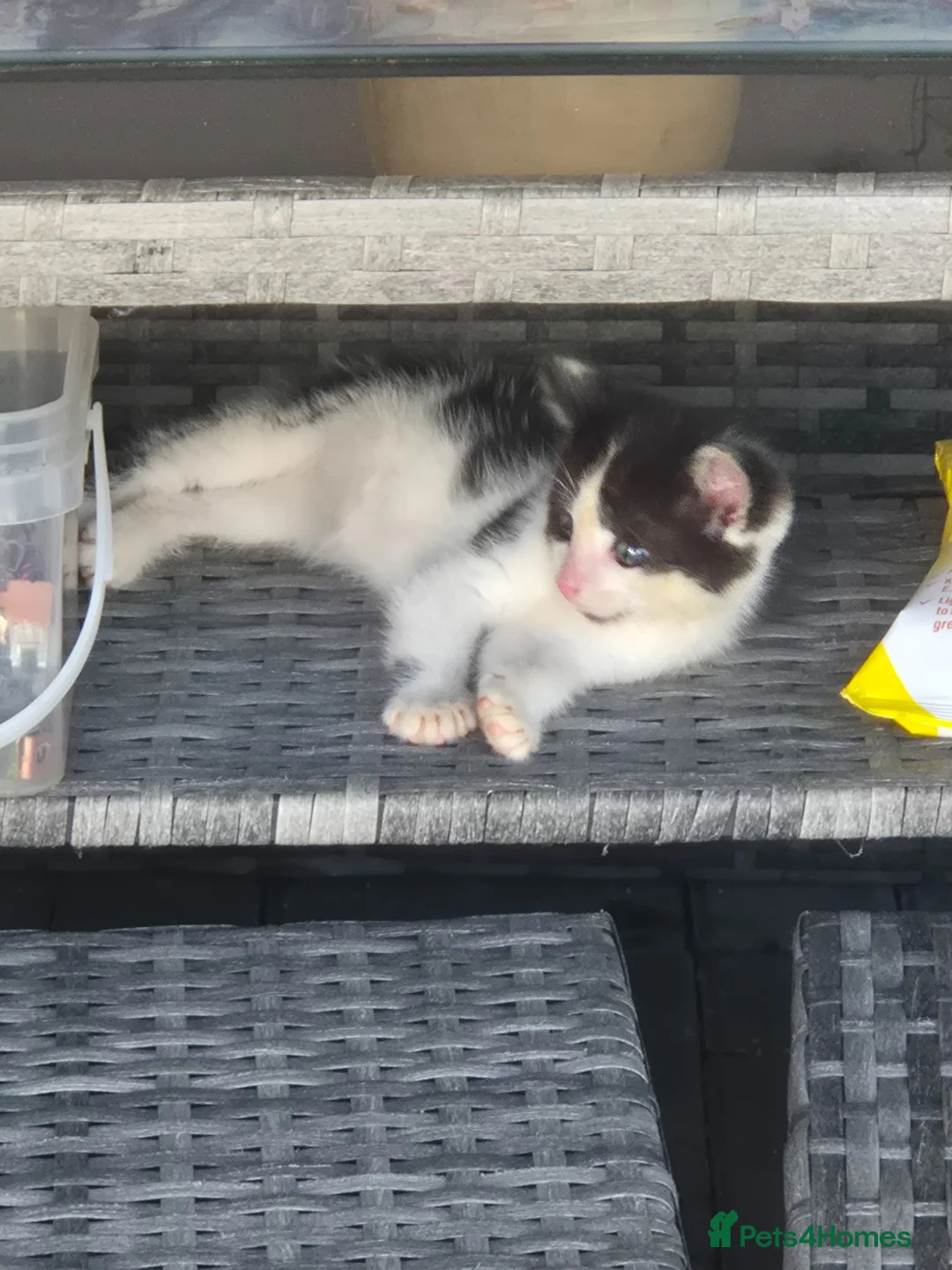 Mixed Breed cats for sale: Sweet black and white kitten - Advert 2