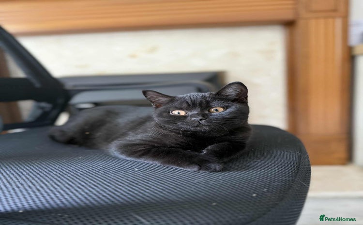 British Shorthair cats - Advert 8