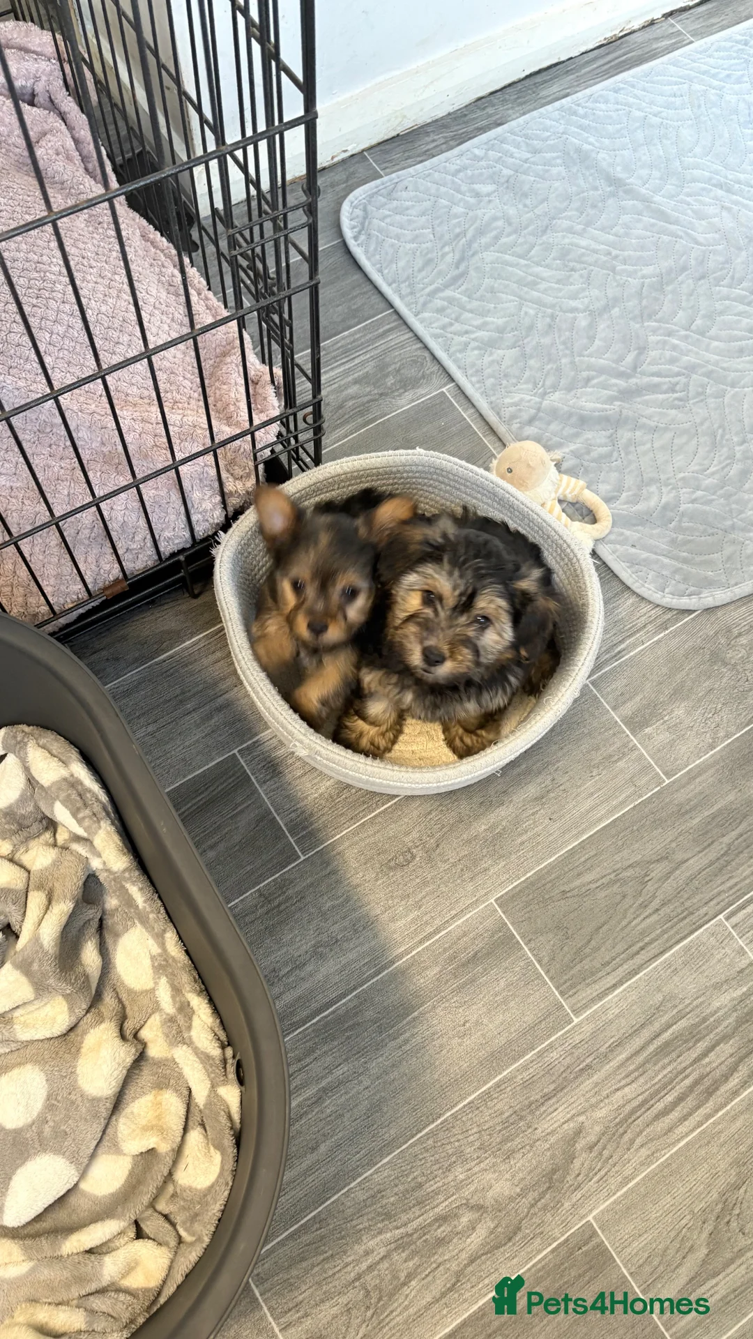 Yorkshire Terrier dogs for sale: Yorkie Pups - Advert 1