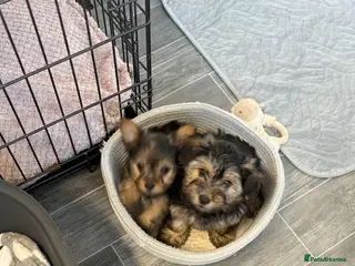 Yorkshire Terrier dogs Yorkie Pups - Advert 1