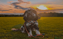 Cockapoo dogs for sale: Rehoming beloved family pet - Image 5