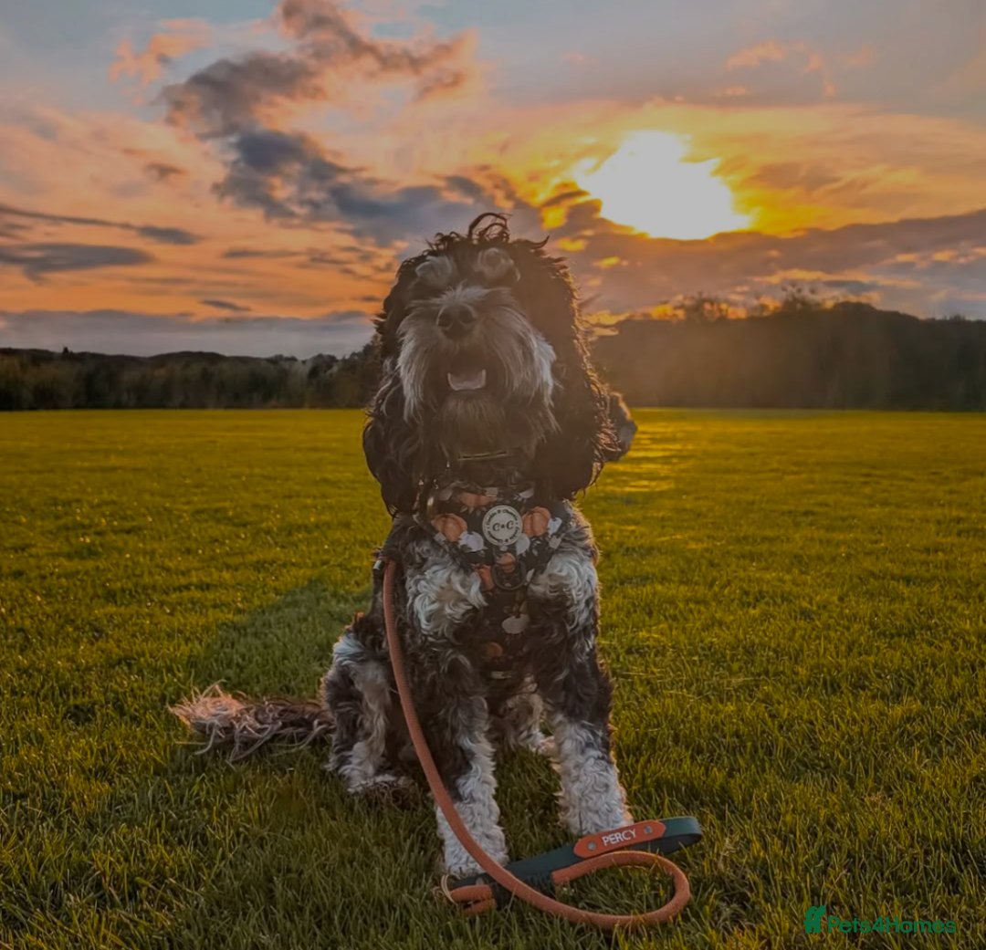 Cockapoo dogs for sale: Rehoming beloved family pet - Image 5