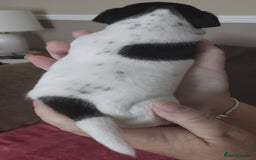 Jack Russell dogs for sale: Jack Russell litter  - Image 17