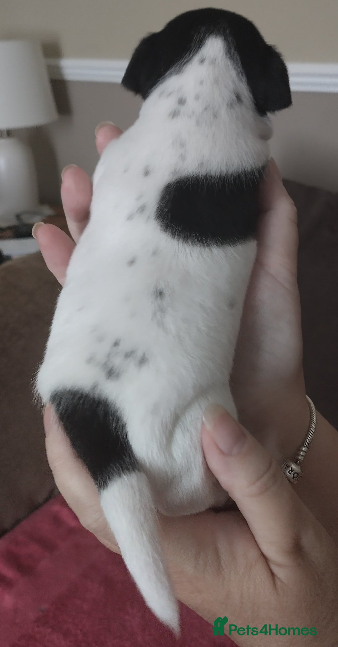Jack Russell dogs for sale: Jack Russell litter  - Image 17