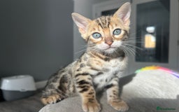 Bengal cats for sale: Stunning Bengal Kittens - TICA Registered - Image 36