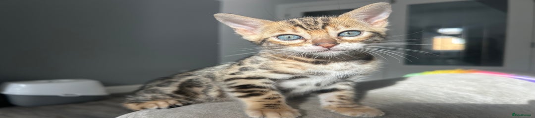 Bengal Kitten 5