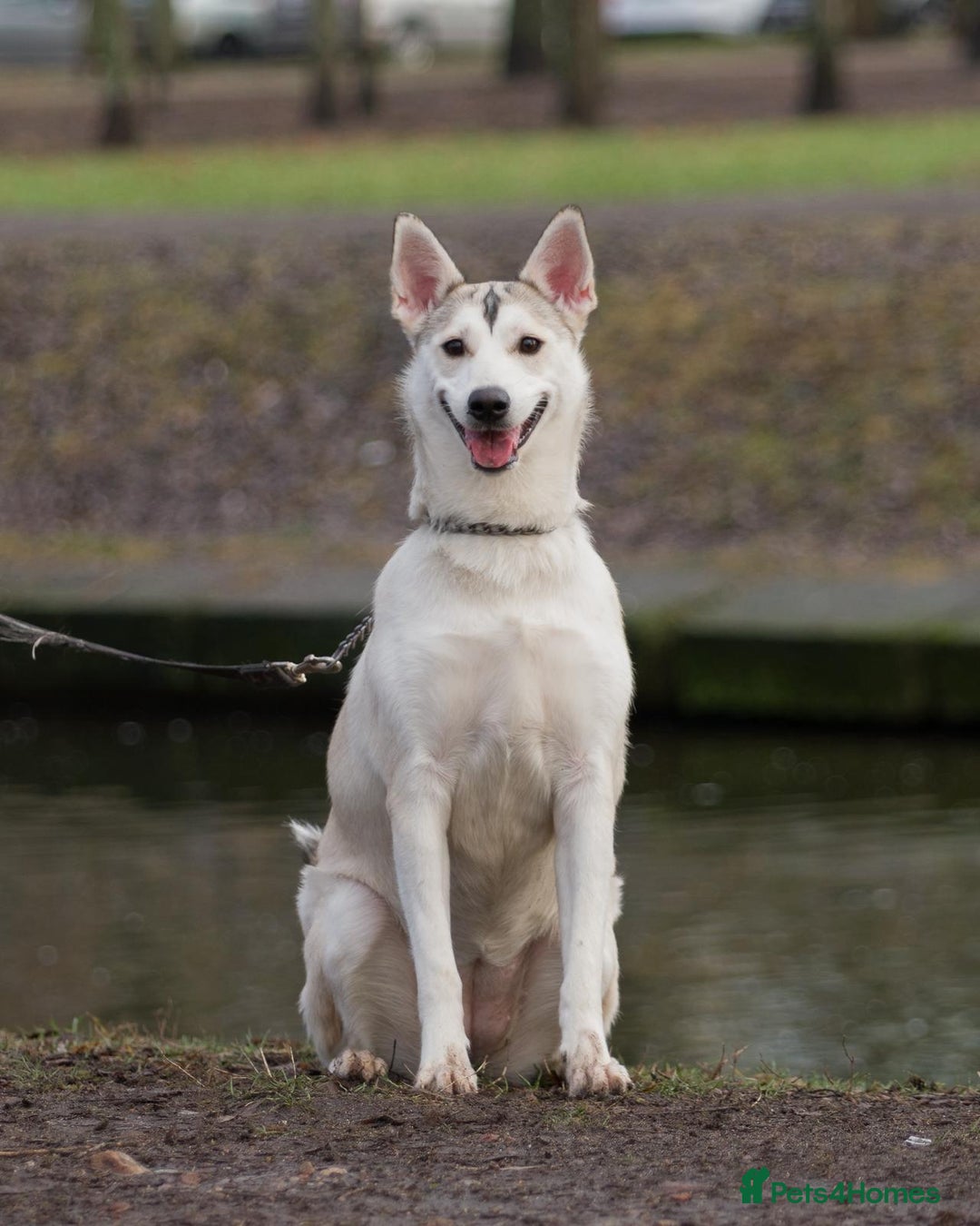 Siberian Husky dogs for adoption: KYLIE – Female Siberian Husky - Advert 1