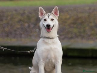 Siberian Husky dogs KYLIE – Female Siberian Husky - Advert 9