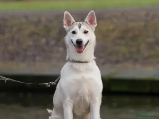 Siberian Husky dogs KYLIE – Female Siberian Husky - Advert 2