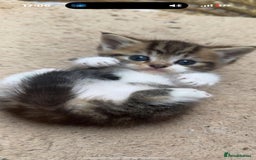 Persian cats for sale: Persian Chinchilla X Kittens - Image 2