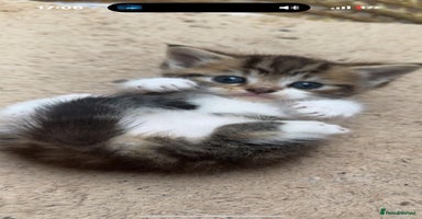 Persian cats - Advert 12